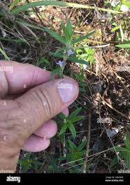 Image result for Hexasepalum sarmentosum