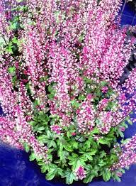 Ringing The Coral Bells The Heuchera Story Article By Plant Delights Nursery Your heucherella stock images are ready. ringing the coral bells the heuchera