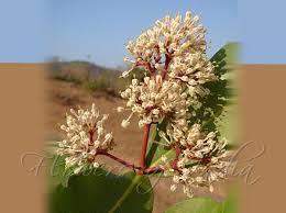 Image result for Ixora brachypoda