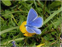 Mariposa Azul Comun Mariposapedia