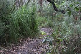 Image result for Digitaria gymnostachys