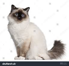 Birman Kittens For Sale Usa Birman Cat 11 Months Old Sitting Stock Photo Edit Now 74094676 In 2020 Birman Cat Cats Birman Cats For Sale