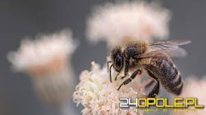 Pszczoły dbają o środowisko więc my zadbajmy o pszczoły. Dzis Obchodzimy Wielki Dzien Pszczol Zebralismy Kilka Ciekawostek Wiadomosci