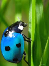 Are Black And Red Ladybugs Poisonous Beautiful Flowers Flowers Ladybugs Insects Bugs Keefers Animals Beautiful Bugs Ladybug