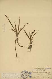 Image result for Eriocaulon truncatum