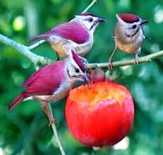 Pin By Wolff Solutions On Birds Wild Birds Eat Fruit Birds