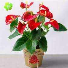 Tanaman anggrek, tanaman buah, tanaman hias, tanaman sayur, tanaman orkid, dan tanaman paku. Tanaman Hias Antorium Bunga Mrah Tanaman Hias Mickymouse Tanaman Hias Hidup Cra Taman Shopee Indonesia