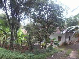 Rp 280.000 / m2 (nego) hubungi: Dijual Tanah Kebun Di Padasuka Bandung Terdapat Sumber Air 8 326 M2 2564 Jualsewatanah Com