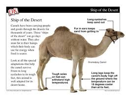 How long can a camel go without drinking water. Dry As A Desert Dry As A Desert Ppt Download