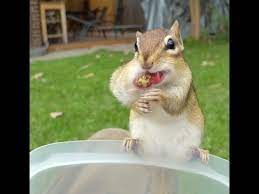This free stock photo is also about: A Cute Chipmunk Eating Peanuts Youtube