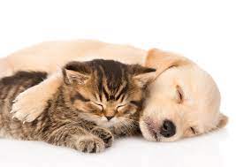The advantages are if you have the time, energy, and setup, your puppy and kitten(s) will grow up used to each other. 2 Is Better Than 1 The Top 3 Benefits Of Raising A Kitten And Puppy At The Same Time The Animal Rescue Site News