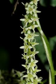 Image result for Dioscorea asteriscus