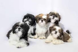 Explore more searches like shitzu puppies. Dogs That Don T Shed Include Shih Tzu Pumi Xoloitzcuintli