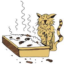 Cat urine odor can be very repelling and is one of the worst smells that can even put off ardent cat lovers. How To Get Rid Of Cat Litter Smell 4 Best Hacks Revealed