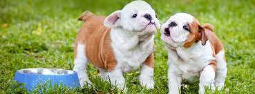 Contact us today to learn more about our adorable puppies. Cedar Bend Humane Society Waterloo Iowa