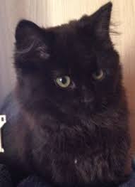 Black Longhair Munchkin Bred At Itty Bitty Munchkins Short Legged Cats Cats Black Cat