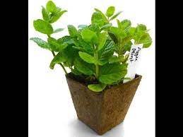 Pin On How To Grow Plants At Home