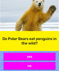 From tricky riddles to u.s. Do Polar Bears Eat Penguins In The Wild Trivia Questions
