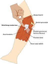 Image result for Elbow Exam