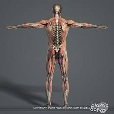 The anatomy and the location of the male reproductive system. Male Female Anatomy Body 3d Max Female Anatomy Body Anatomy Human Anatomy Model