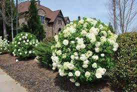 Snowball Bush Chinese Viburnum For Sale Garden Shrubs Snowball Viburnum Hydrangea Landscaping