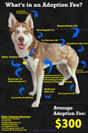 Please share it and subscribe! Adopt Husky Haven Of Florida