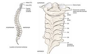 There is typical and atypical cervical vertebra. Easy Notes On Cervical Vertebrae Learn In Just 6 Minutes Earth S Lab