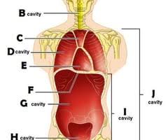 This ezmed post will use simple diagrams and charts to walk you through the different abdominal quadrants, the anatomy within each region, and the abdominal pathology that can occur at each. Lab Practical Abdominal Quadrants And Regions Flashcards Quizlet