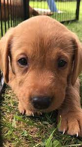 We are a breeder that is driven by our love for labrador retrievers. Fox Red Labrador Puppies For Sale In Beccles Dogsandpuppies Co Uk