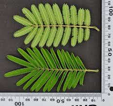 Image result for Acacia fleckii