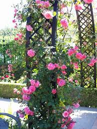 Rosenbogen Mit Kletterrosen Ein Genuss Furs Auge Und Die Seele Kletterrosen Hinterhof Garten Kleine Hinterhofgarten