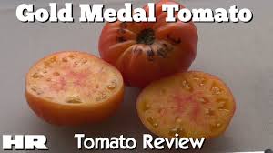 Shop 1,050 open pollinated, 600 organic varieties. Gold Medal Solanum Lycopersicum Tomato Review Youtube