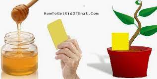 5 Effective Home Remedies For Gnats In The House And Fruit Flies Inside Homemade Remedies Fruit Flies What Kills Fruit Flies