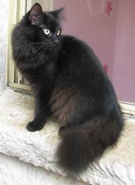Longhair Black Siberian Cat Pictures Angora Cats Turkish Angora Cat Siberian Cat