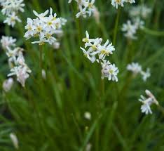 Image result for Tulbaghia cameronii
