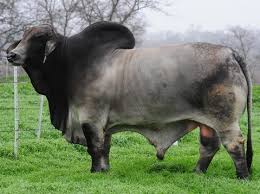 One One The Meanest Animals I Have Ever Had To Work Around Cow Pictures Pet Birds Cattle