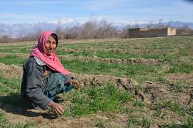 The risk of food insecurity is exacerbated by two key variables; Village Based Seed Enterprises Raise Food Security And Gender Equality In Afghanistan Dryland Systems