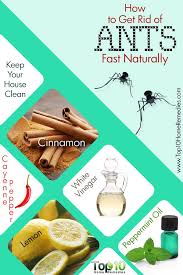 How To Get Rid Of Ants Fast And Naturally Top 10 Home Remedies Get Rid Of Ants Rid Of Ants Ants