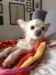 Gaby The Chihuahua Got A Bath Chihuahua Love Chihuahua Puppies Chihuahua