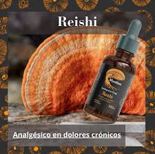 Reishi — Mycellium