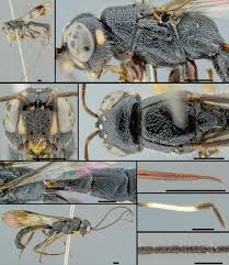 Image result for Nesogordonia holtzii