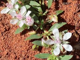 Image result for Bergia pentheriana