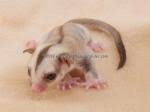 Sugar Glider Pedigree Database Pedigree
