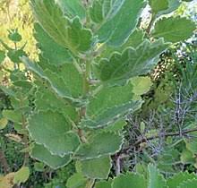 Cut back the remaining foliage to about 10cm (4in) above the crown to allow the new leaves to come through. Glossary Of Botanical Terms Wikipedia