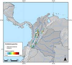 Image result for Crotalaria paulina