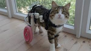 Kedi Arka Ayak Tutmamasi Ve Felci Vetbilgi