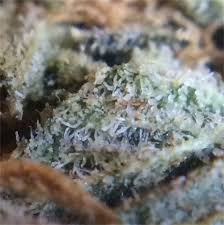 Check spelling or type a new query. Bubblegum Kush Aka Bubble Gum Kush Marijuana Strain Information Leafly