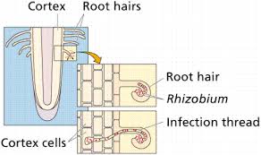 plant hormones/nutrition