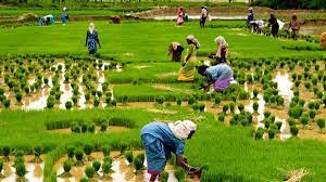 The Green Revolution, But Was It?