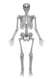 2 tulang air mata : Tulang Tengkorak Merupakan Tulang Yang Memiliki Bentuk Ini